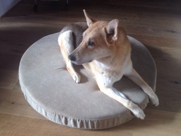 Hondenkussen rond, binnen