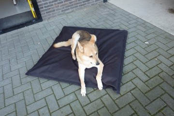 Hondenkussen rond, buiten